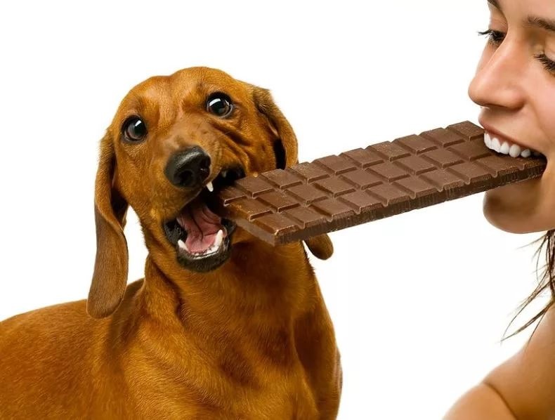 Что делать, если моя собака съела шоколадку?
